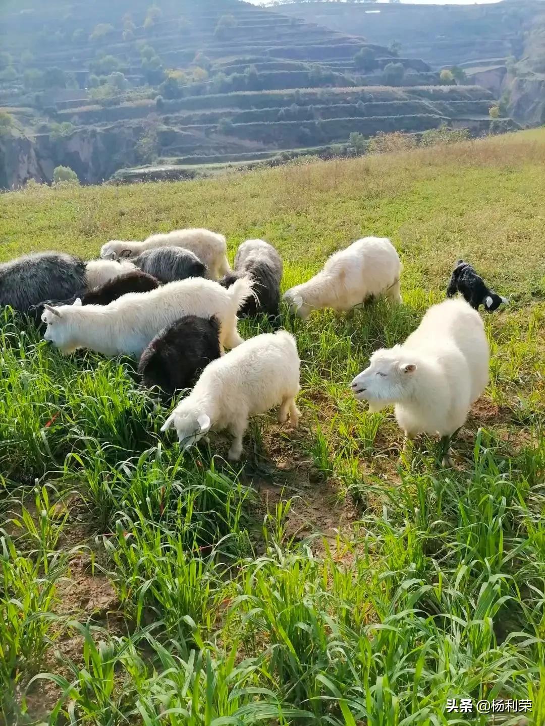 藏头诗50首 感恩师长