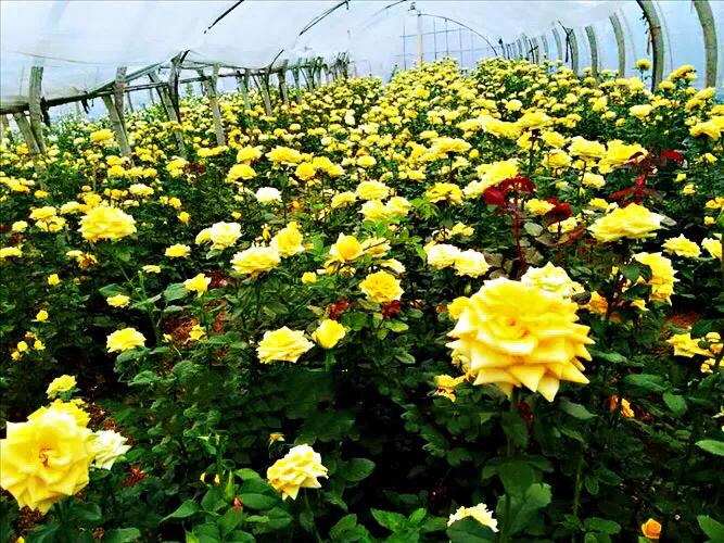 金香玉～灌木切花月季