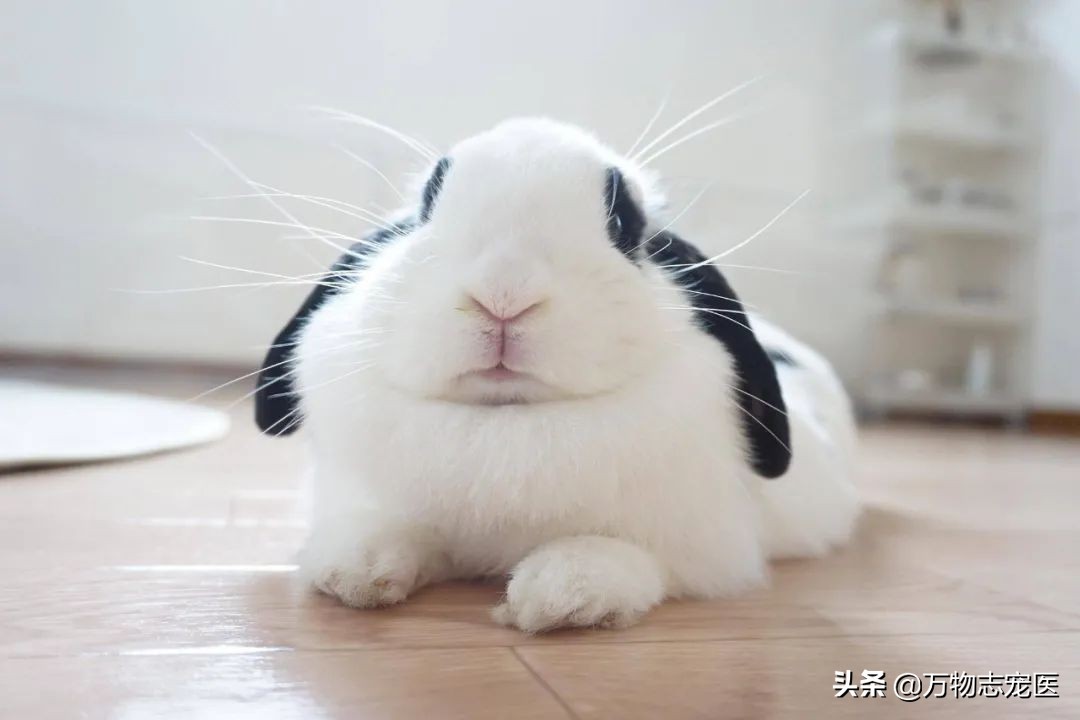 兔子的尾巴长不了？你对兔兔的尾巴知道多少？