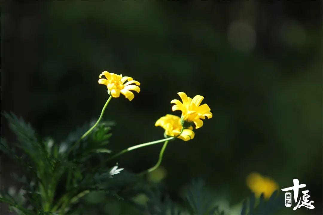 法云赏花小感：愿如花儿一般从容平淡