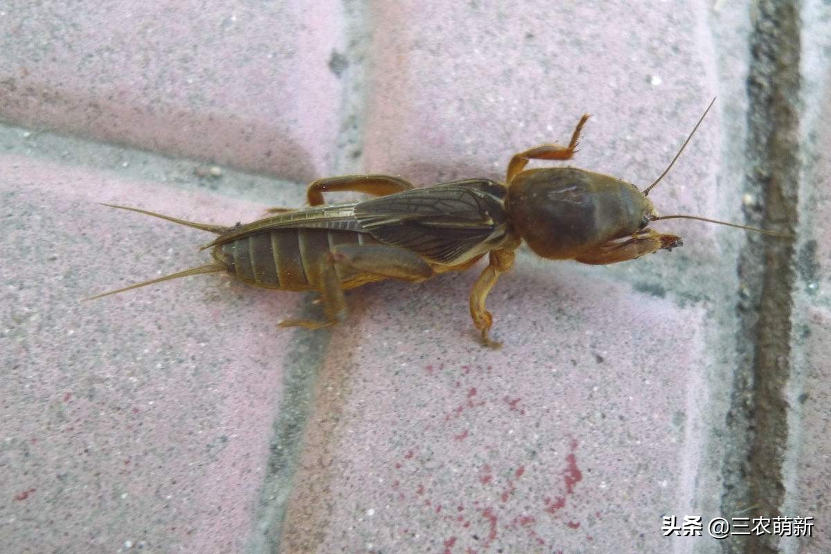 土狗子虫图片(长得像) - 赤虎壹号