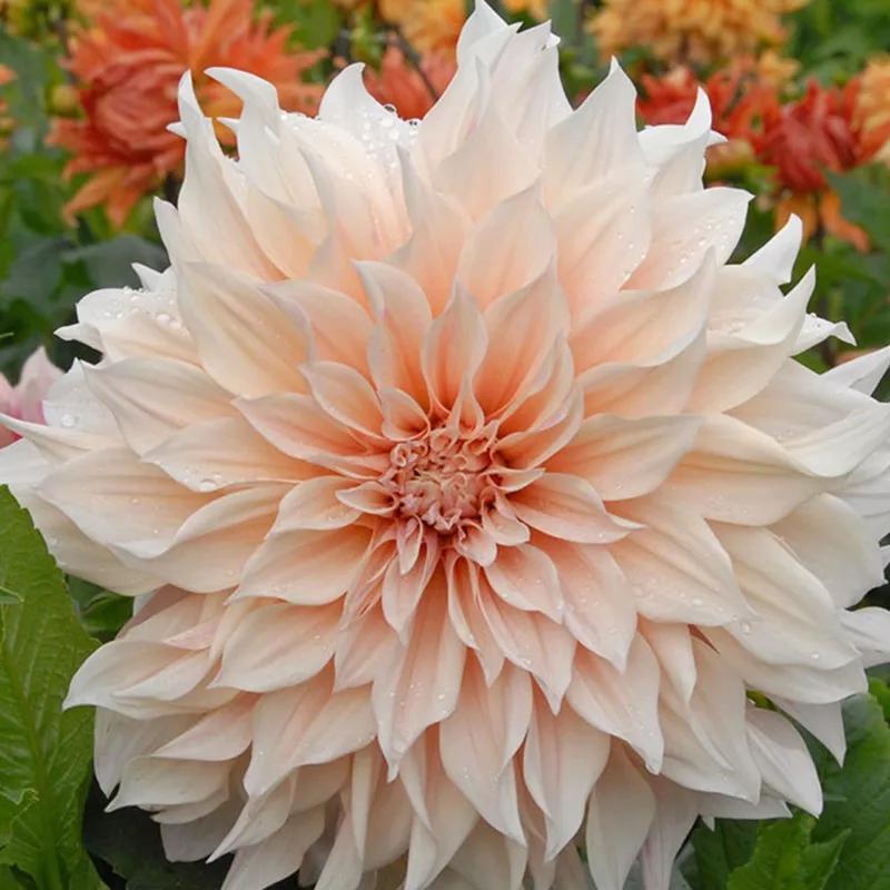 花朵美图｜温柔甜美的初吻、大丽花、耧斗菜花朵合集160张