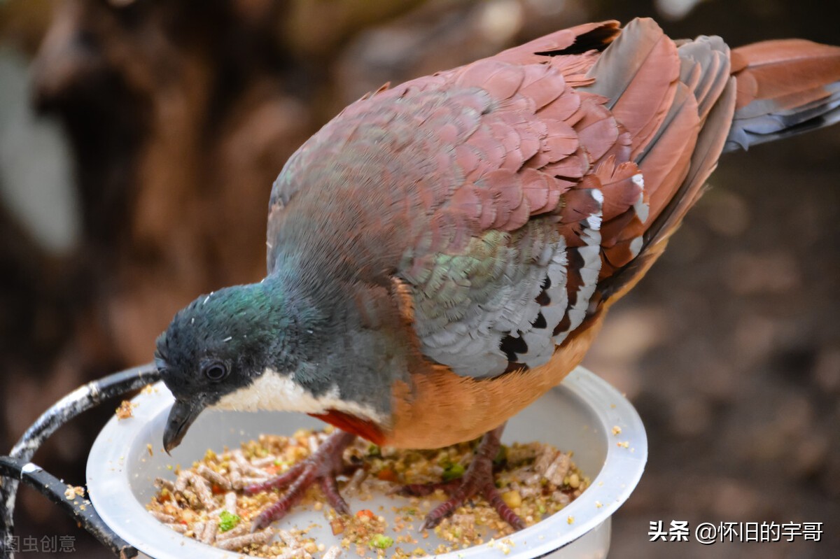 鸽子喂什么食物最好养_鸽子喂什么食物最好