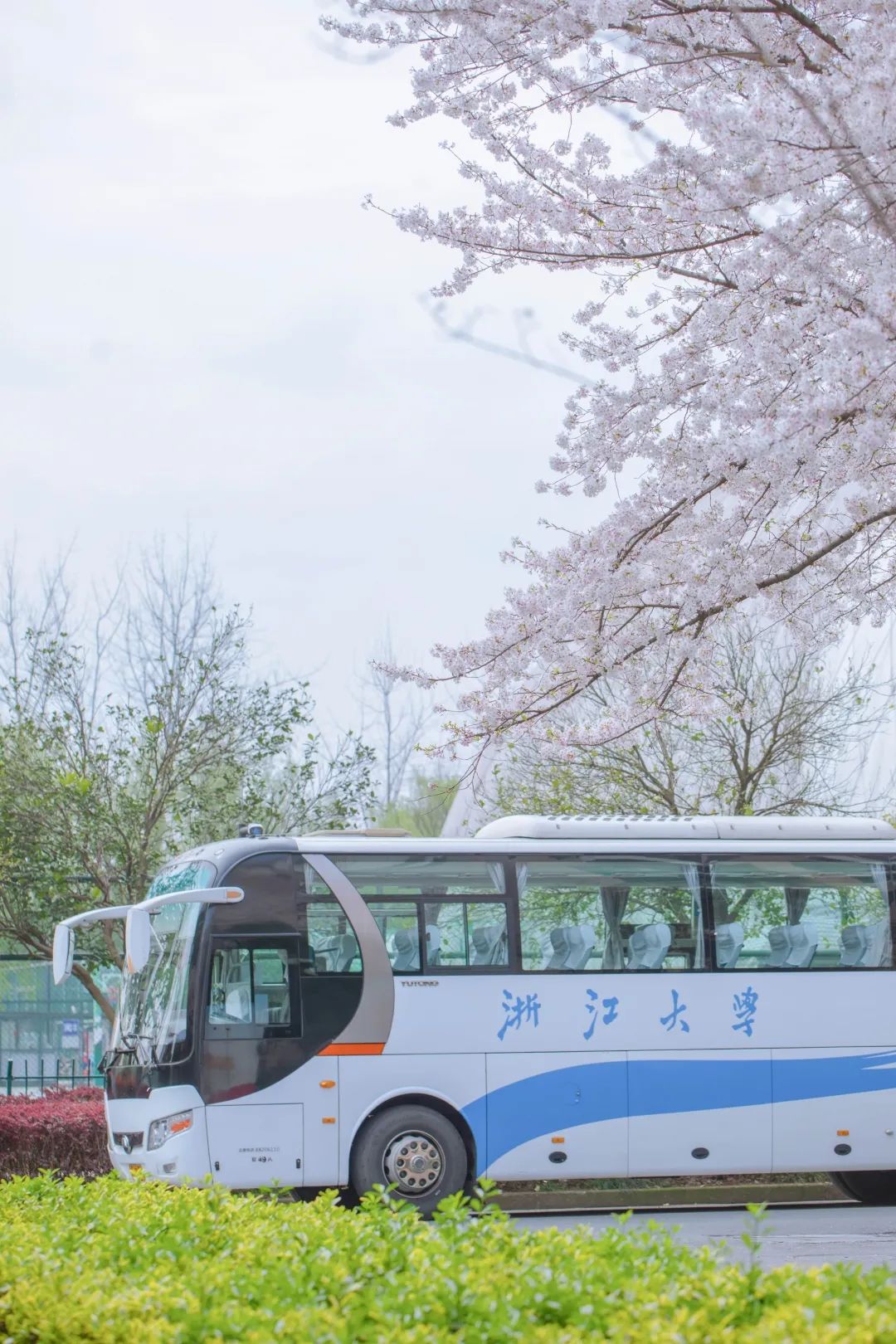 浙大樱雨，许你浪漫春光！每一张都可以做壁纸