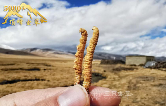 新鲜虫草有假的吗？