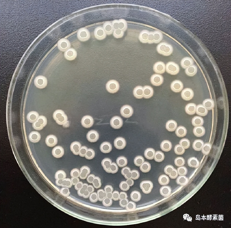 岛本酵素：解淀粉芽孢杆菌及其作用机理