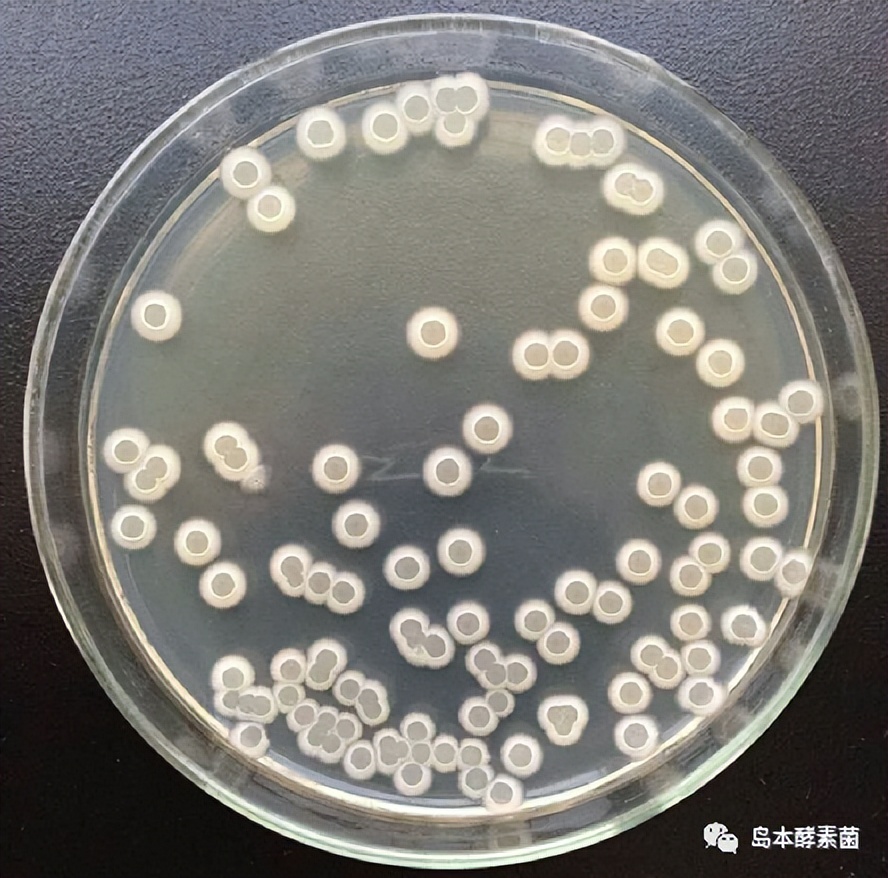 島本酵素：解淀粉芽孢桿菌及其作用機理