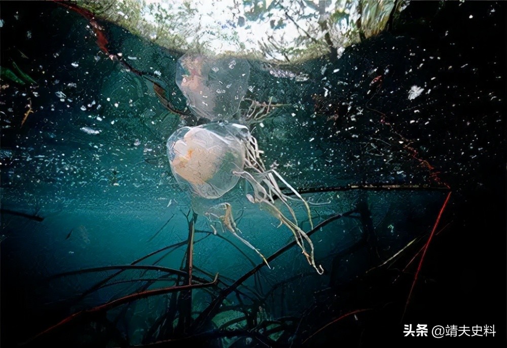 世界十大毒物(地表八大剧毒生物，残酷程度颠覆想象，谁才是你心中的“毒王”)