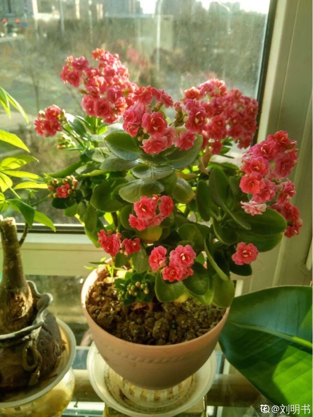 象征老人长寿的花（寓意老人健康长寿的花）