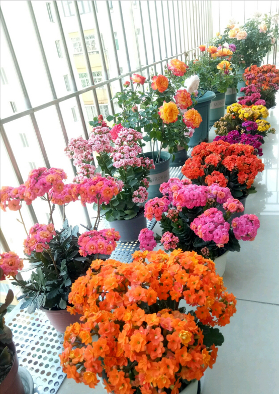 过年养什么花喜庆（什么花代表好运气）
