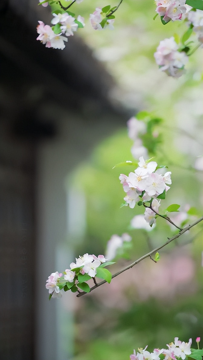 「诗词鉴赏」春天如此短暂，十二首惜春的诗词，珍惜春天的美好