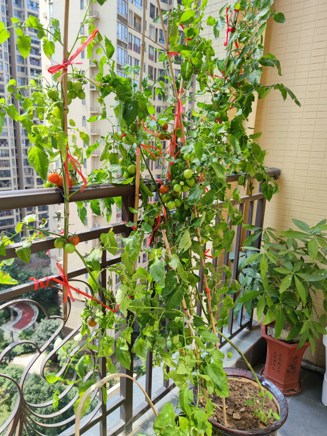 西红柿的种植方法和管理技术（家庭盆栽番茄的种植方法）