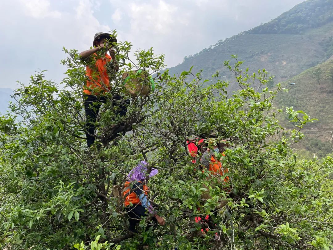 都说“班章为王”，怎样选到真正的老班章普洱茶？要选飞天揽月