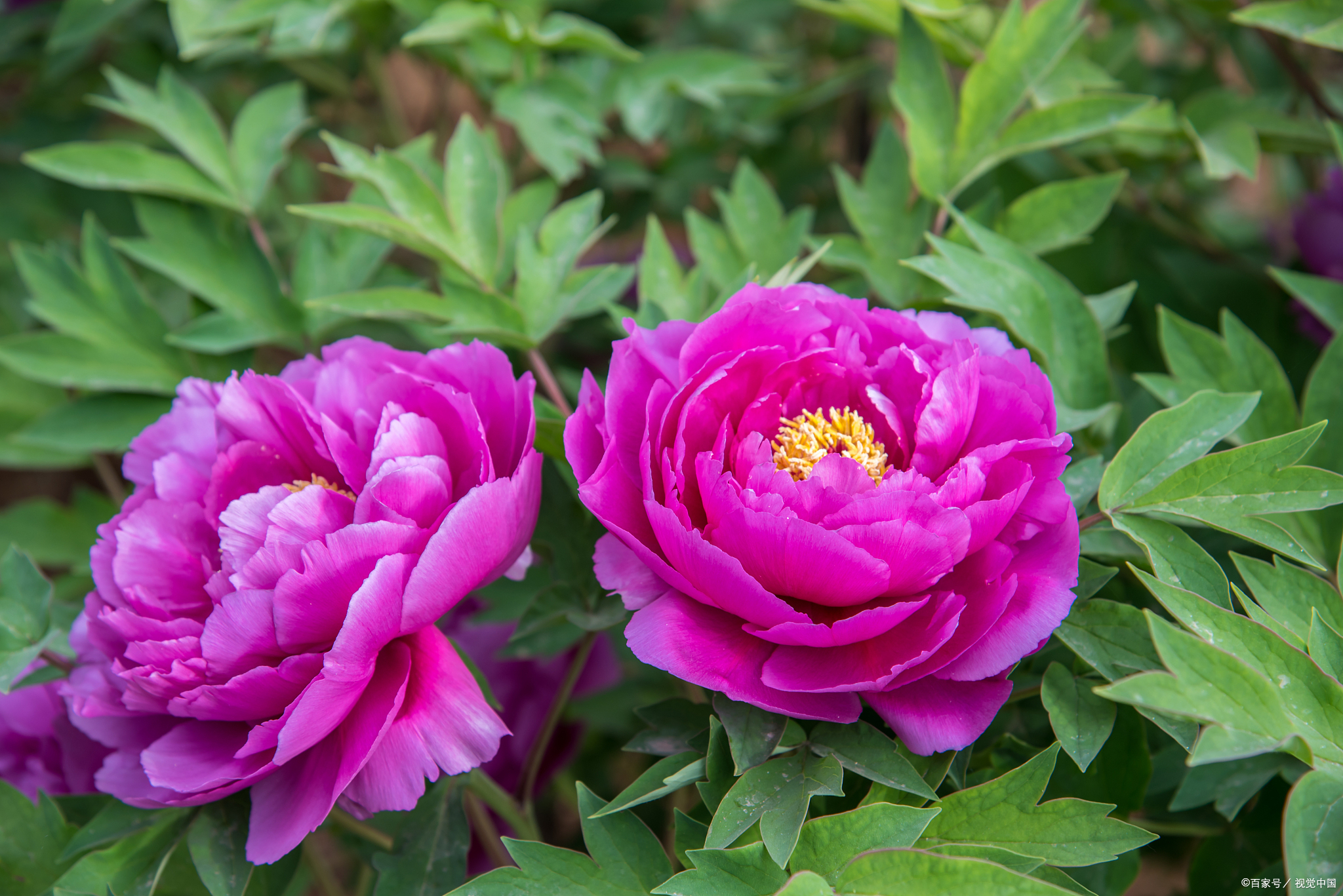 太阳平台注册-形容牡丹花的优美句子(赞美牡丹的经典诗句) _清龙号