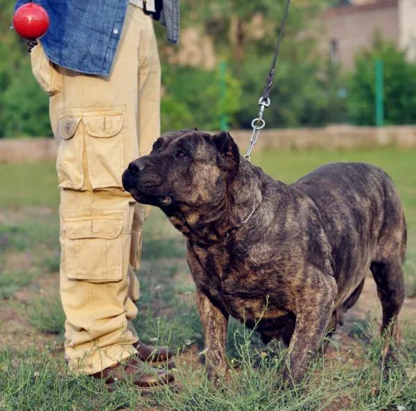 世界法律禁养的三种猛犬(世界十大禁养猛犬排行榜 人人都想养但却被禁的十大犬种)