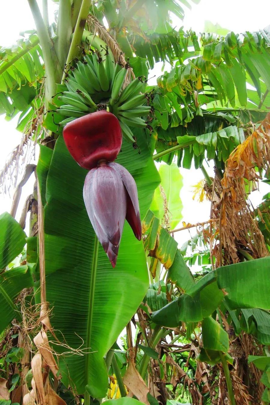 傣味偏酸辣较多,这道傣味炒芭蕉花就是经典的酸辣菜,芭蕉花切细,番茄