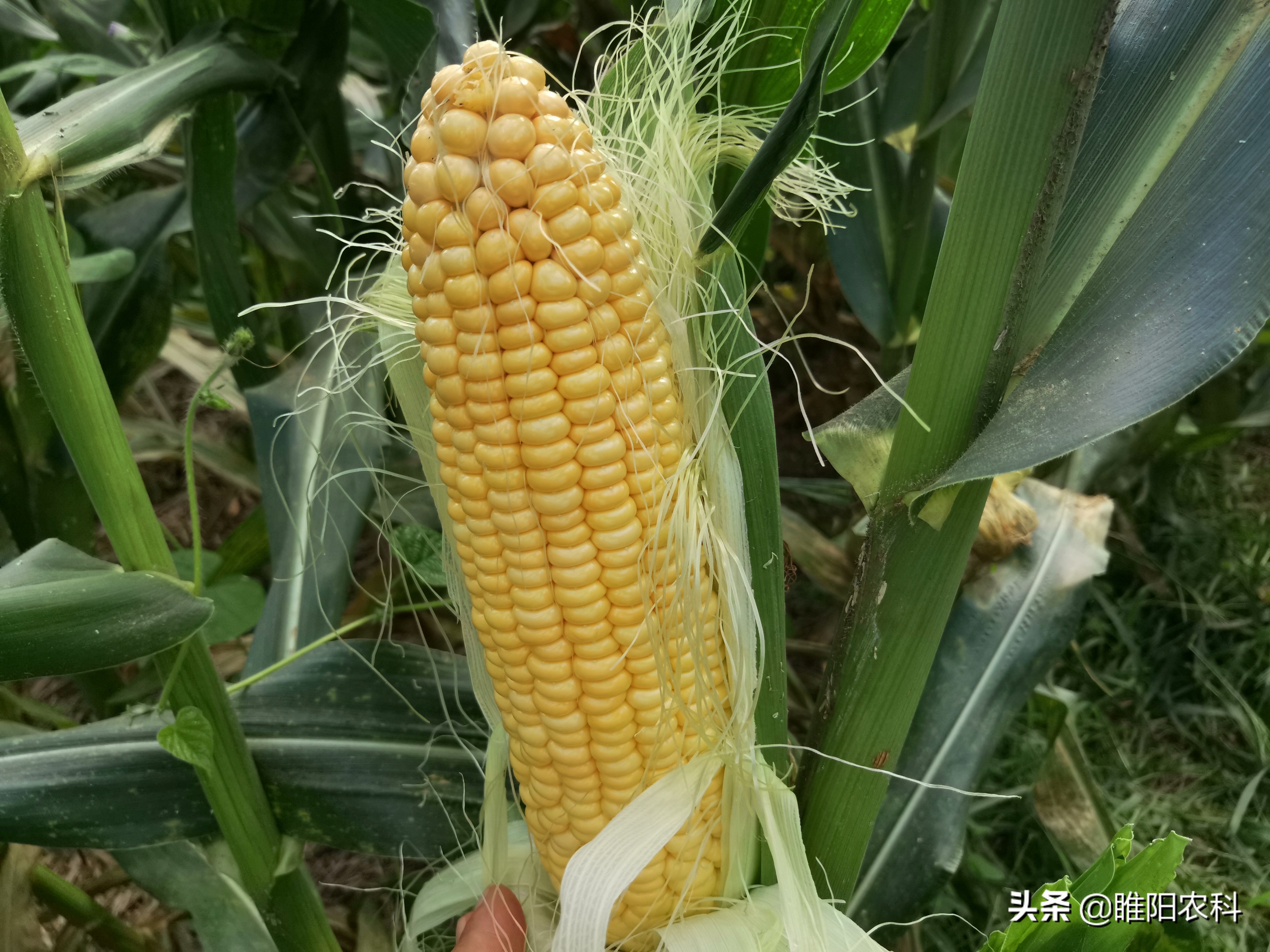 高产玉米种子什么品种好,全球最高产玉米种子十大排名榜|admin_人人点