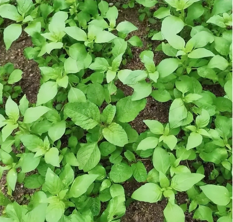 为何河南人餐餐离不开它?荆芥的价值可不低