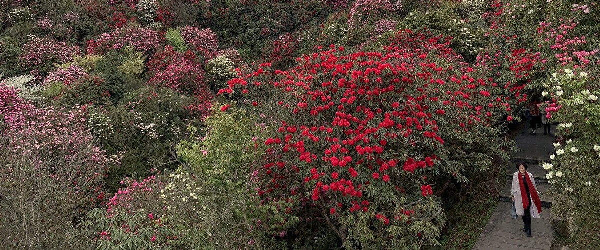 贵州大方百里杜鹃简介（最大的百里杜鹃的景区介绍）