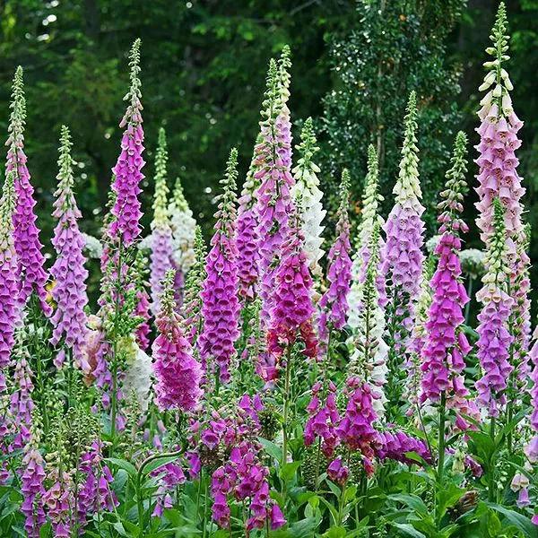 花朵美图｜温柔甜美的初吻、大丽花、耧斗菜花朵合集160张