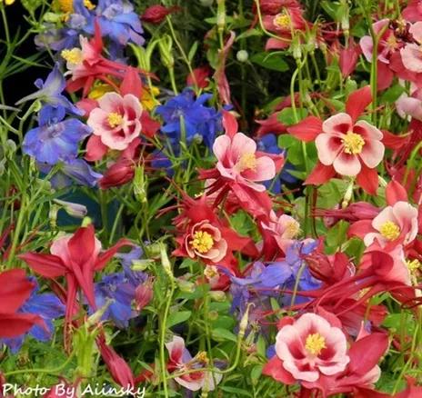 花朵美图｜温柔甜美的初吻、大丽花、耧斗菜花朵合集160张