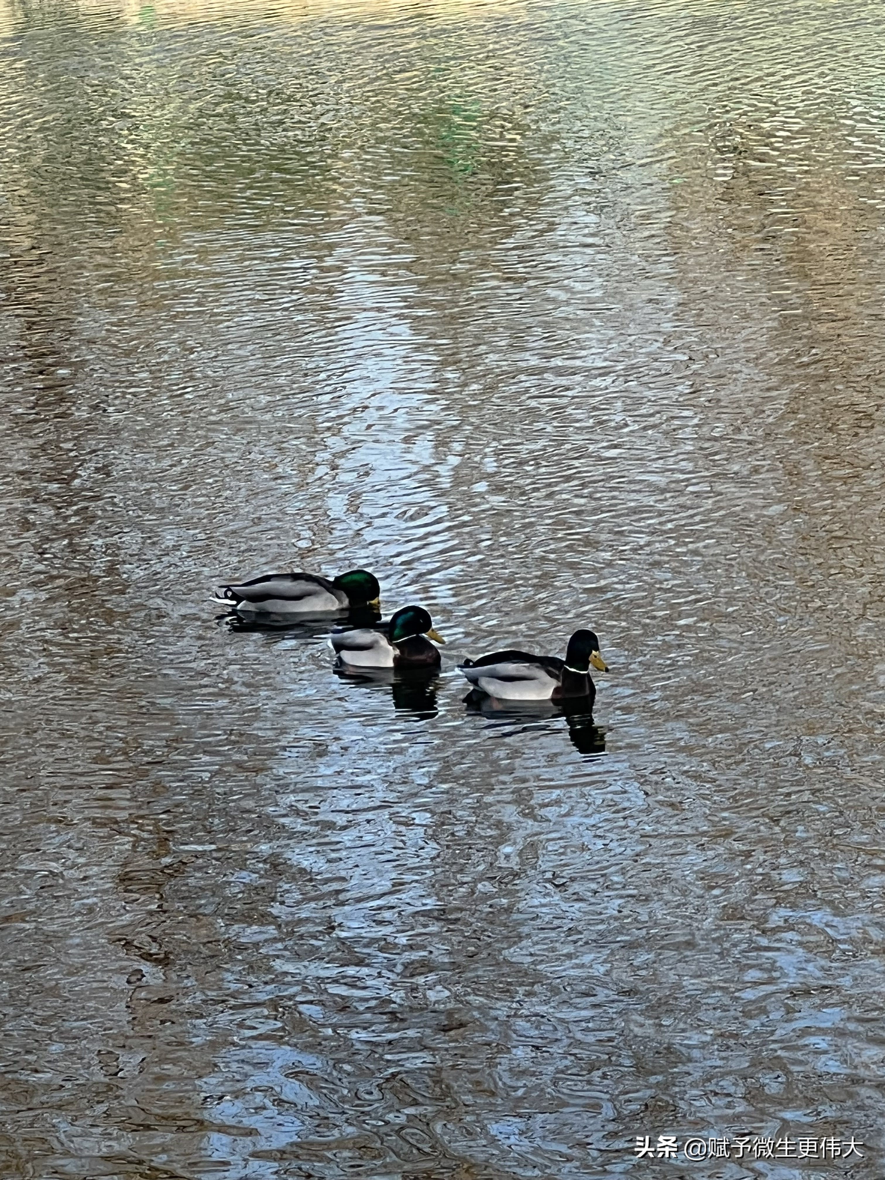 正月正——今日冰湖解水来
