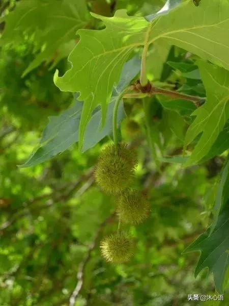 那年杏花春雨，石楠花开，梧桐飞絮……