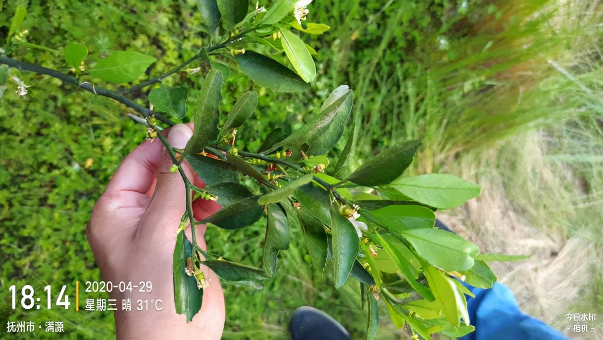 杀菌杀螨又清园，矿物油的正确使用方法你真的知道吗？