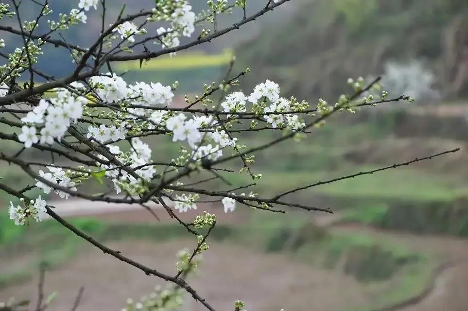 花开的清浅，风跟的紧，摇落花瓣入杯盏，荡漾出一个诗意的春天