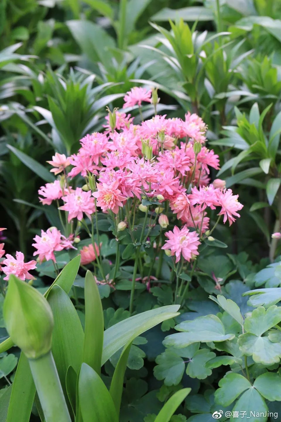 大花耧斗菜图片(花园最佳种植花卉品种推荐)