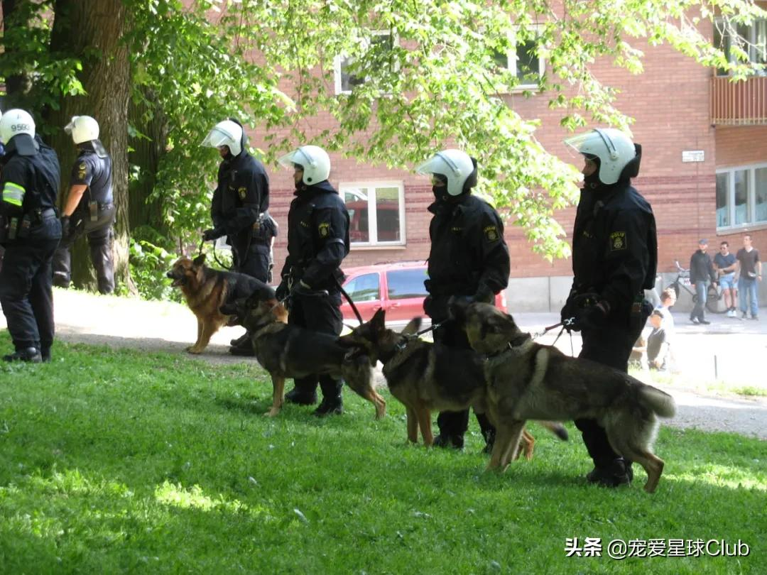 百科 | 德国牧羊犬，会用生命来保家卫国的硬汉萌犬