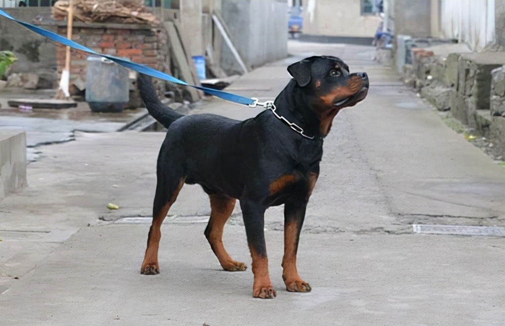 适合"镇宅"的罗威纳,霸气侧漏安全感满满,你养了吗?