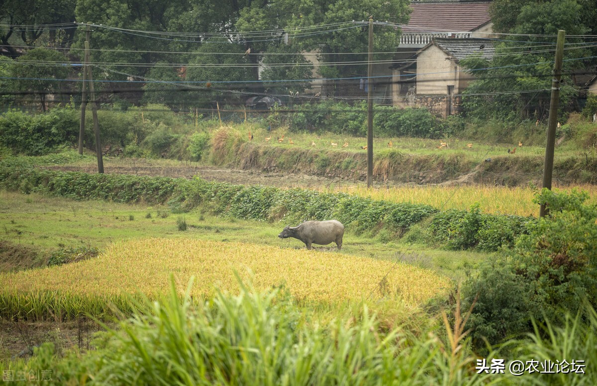 铜陵市惠农补贴最新政策2022年：棉花补贴标准是多少？附补贴对象