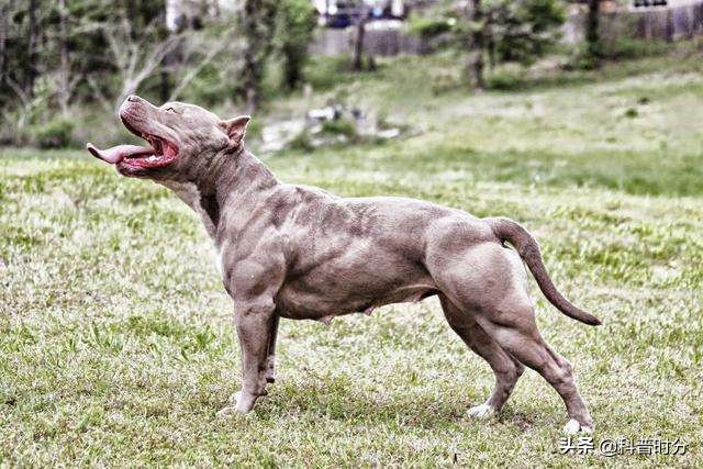 世界上凶猛的十种狗，日本土佐犬上榜，藏獒排名第二