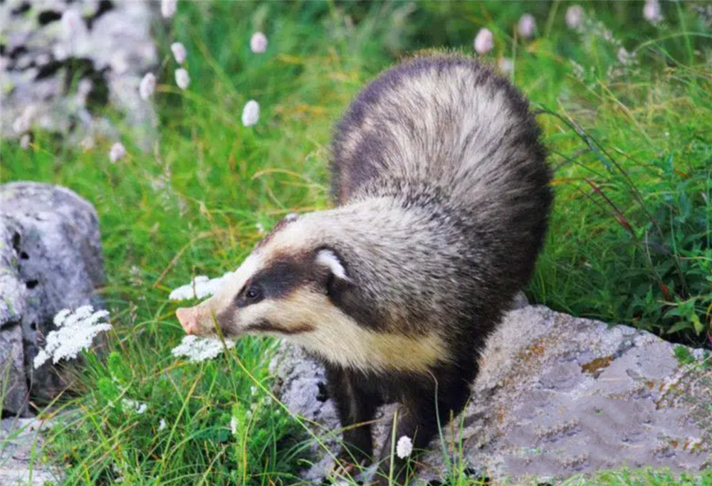 大别山一只猪獾,身像狐鼻像猪,夜晚偷土豆,还用鼻子拱土找蚯蚓