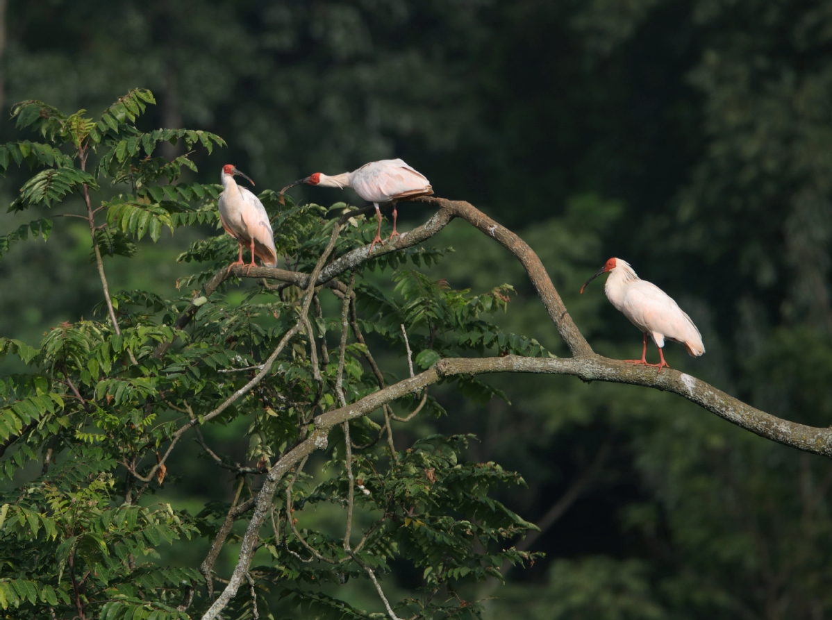 朱鹮鸟图片(从7只到7000只) - 赤虎壹号