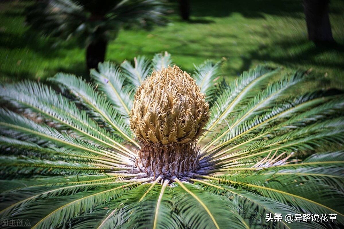 八种常见花的花语激励人心，蕴含人生哲理