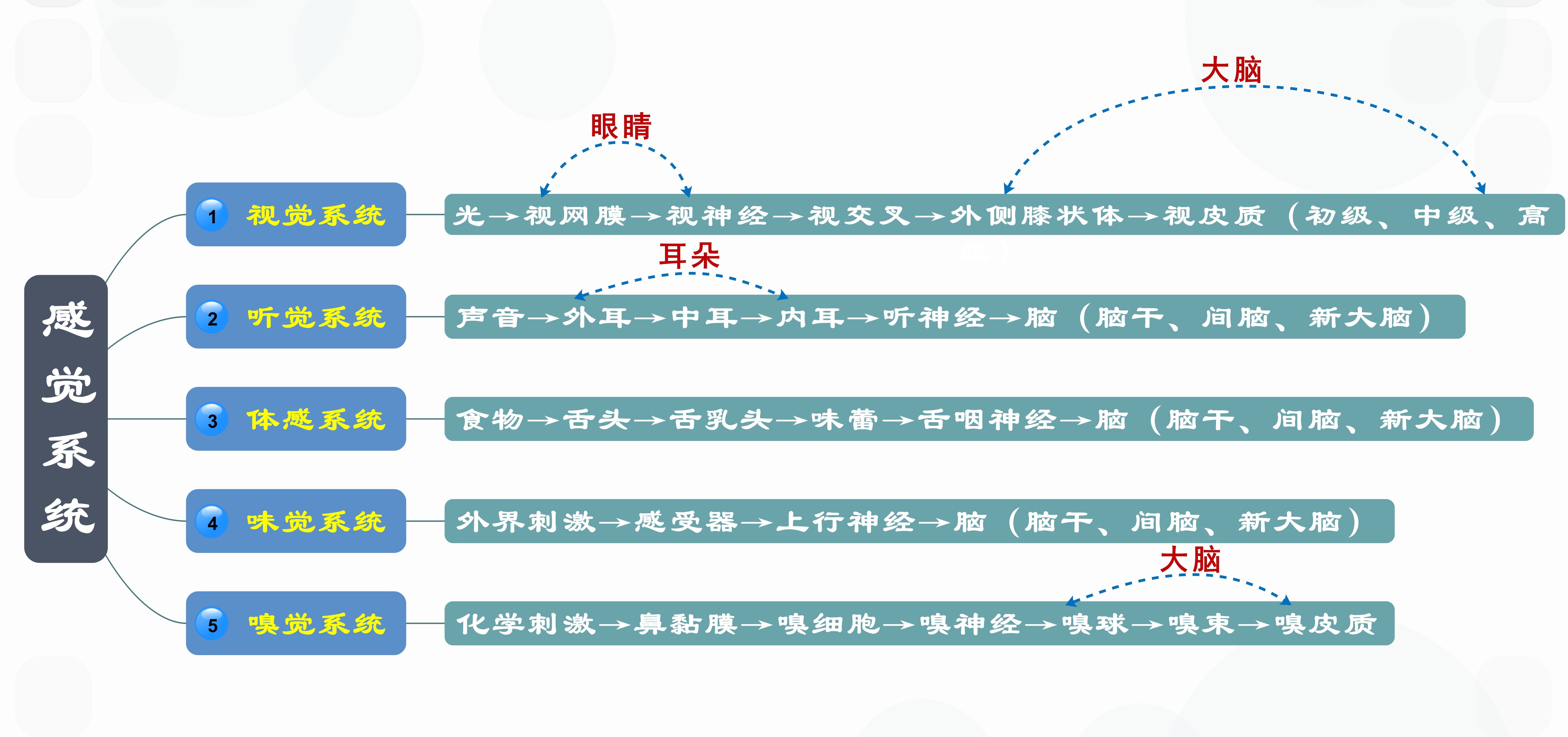 人体的八大系统是什么,人体的八大系统是什么还要按顺序吗