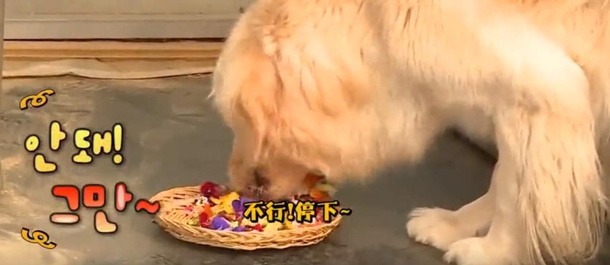 上综艺遭黑粉围攻，被嘲敛财长得不好看，威廉本特利做错了什么？