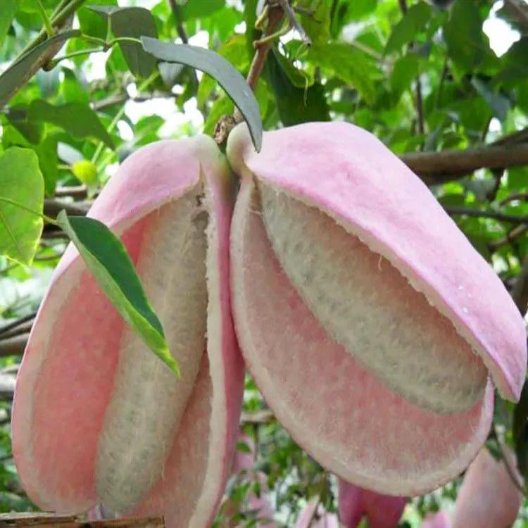 八月瓜的籽还有促进消化,润肠通便的功效.