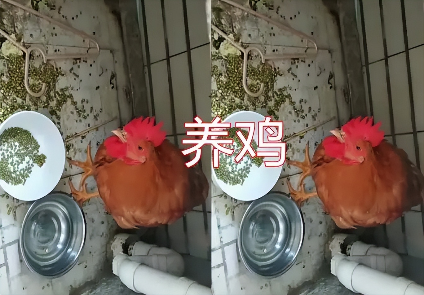 养猫养狗不算啥，大学生寝室“奇葩”违禁品，真是令人大开眼界