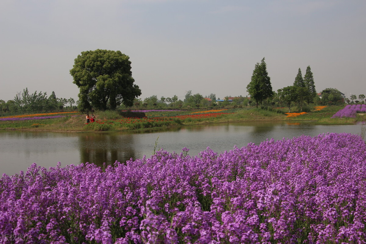 花开花落，念君依然，水阔山遥，深情不变，写给挚爱一生的你