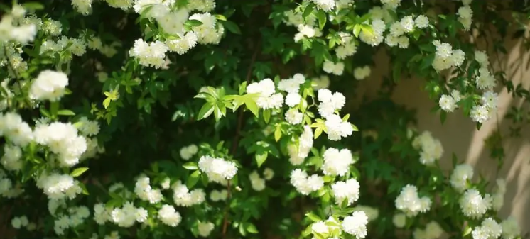 木香花开 繁花如瀑，古诗词里的木香花，花开似海，香气迷人