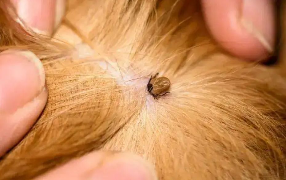 孩子被蜱虫咬了怎么办?妈妈巧用4步法处理,医生:回家观察即可