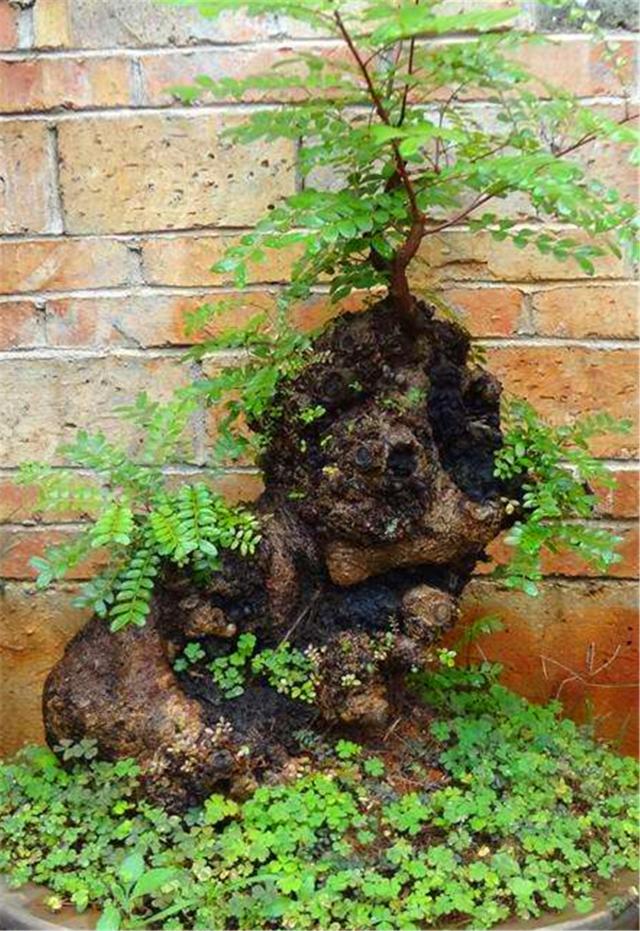 神龙木(神龙木树图片)-我的快乐小窝