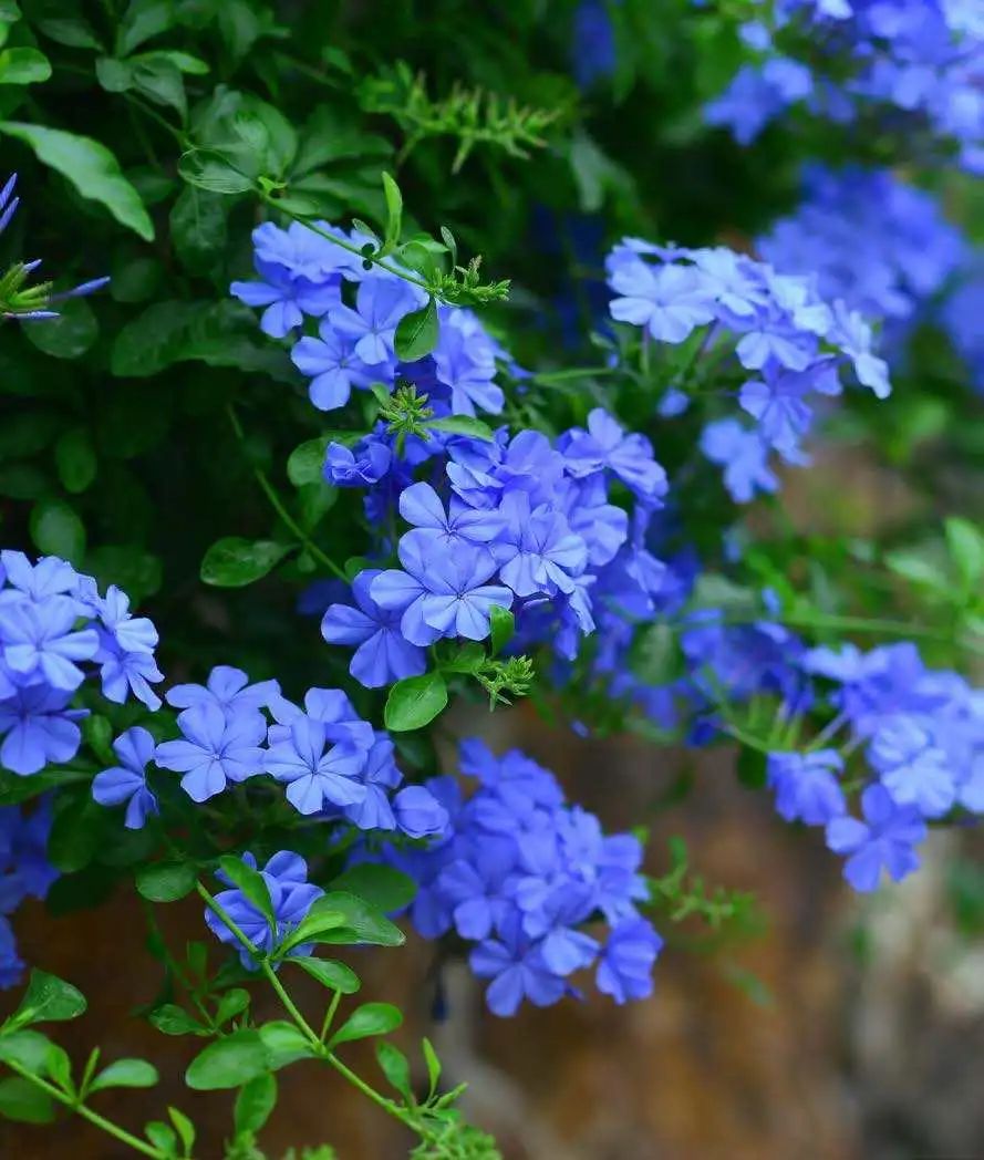 植物世界丨30款蓝色花卉,灿若星辰,雅韵如海,花卉界的星辰大海