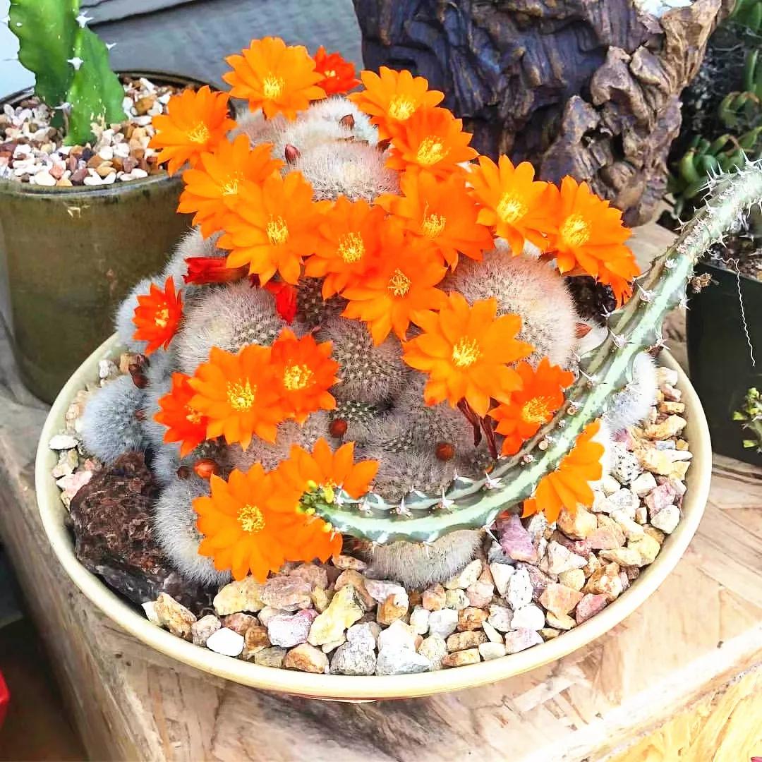 果然很像呢19,puna bonnieae足球团扇稀有品种仙人球18,黑斜子仙人球