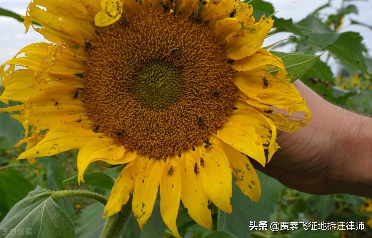 厂房有一定损失，直接驳回拆迁户的赔偿请求，存在不当