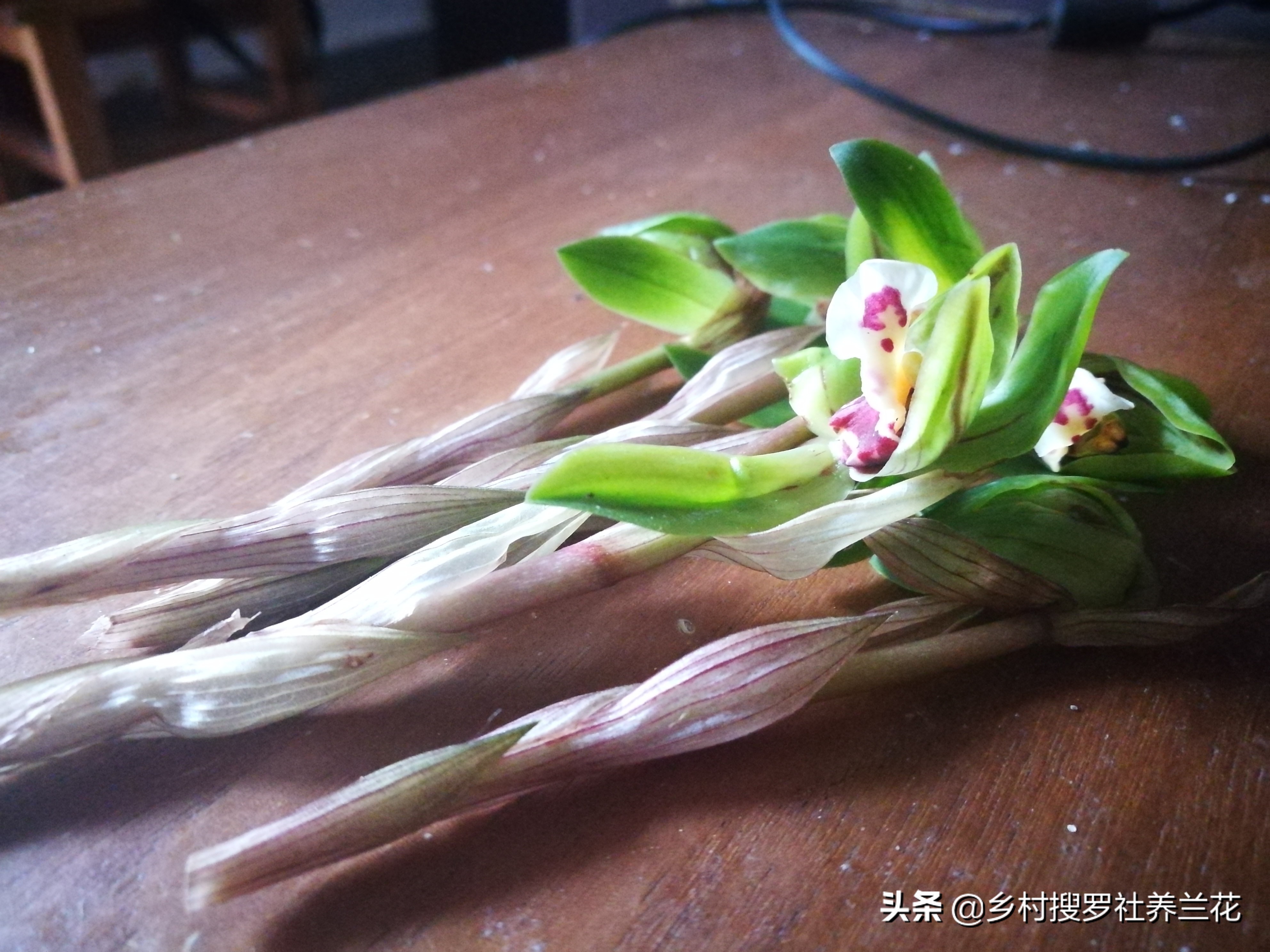 掌握3个核心数据，家里阳台养兰花，开花率不比专业兰园差