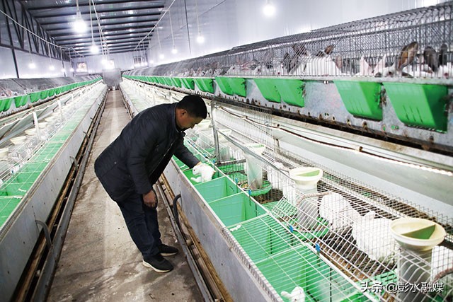 普子镇:肉兔养殖壮大村集体经济